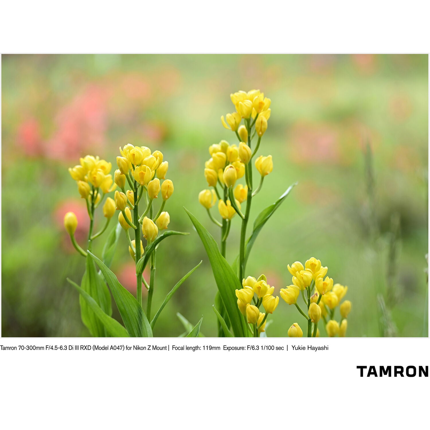Tamron 70-300mm f/4.5-6.3 Di III RXD Lens for Nikon Z