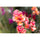 Tamron 35-150mm f/2-2.8 Di III VXD Lens (Sony E)