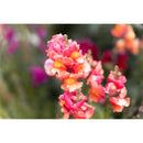 Tamron 35-150mm f/2-2.8 Di III VXD Lens (Sony E)