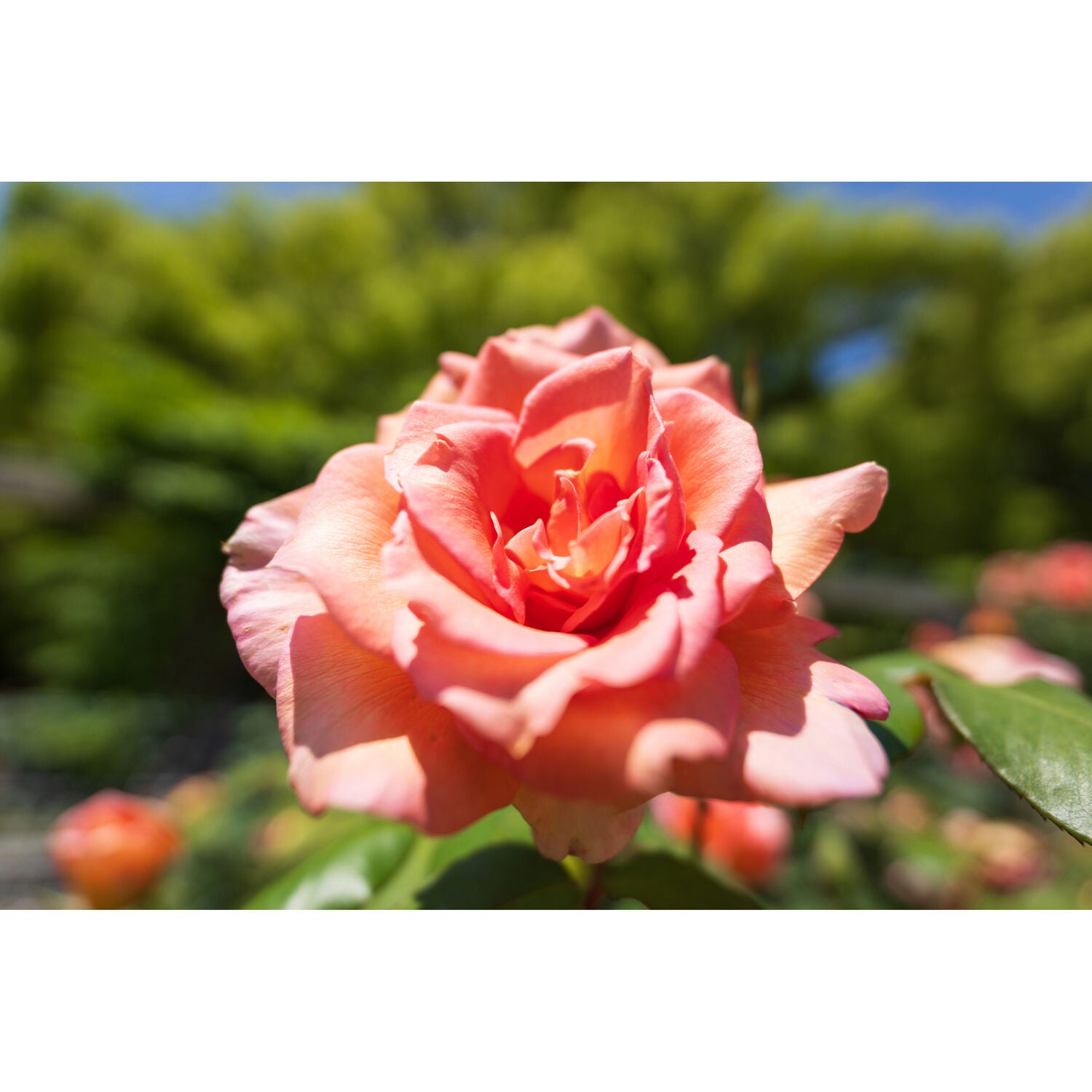 Tamron 16-30mm f/2.8 Di III VXD G2 Lens (Nikon Z)