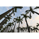 Tamron 16-30mm f/2.8 Di III VXD G2 Lens (Nikon Z)