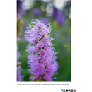 Tamron 70-180mm f/2.8 Di III VC VXD G2 Objectif (Sony E)