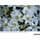 Tamron 50-400mm f/4.5-6.3 Di III VC VXD Objectif (Sony E)