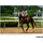 Tamron 50-400mm f/4.5-6.3 Di III VC VXD Objectif (Sony E)