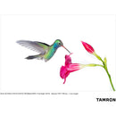 Tamron 50-400mm f/4.5-6.3 Di III VC VXD Objectif (Sony E)