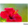 Tamron 50-400mm f/4.5-6.3 Di III VC VXD Objectif (Sony E)