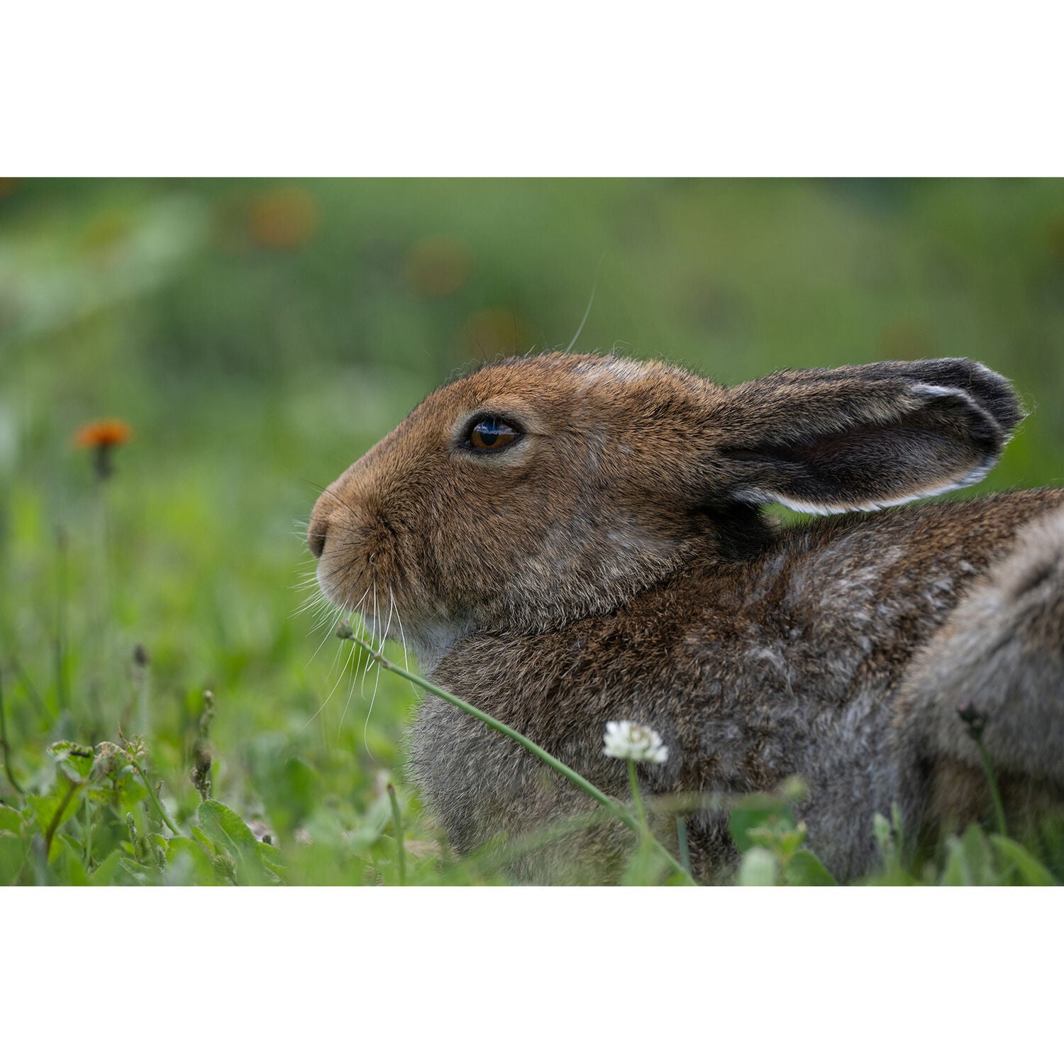 Tamron 50-400mm f/4.5-6.3 Di III VC VXD Lens (Nikon Z)