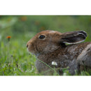 Tamron 50-400mm f/4.5-6.3 Di III VC VXD Lens (Nikon Z)