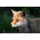 Tamron 50-400mm f/4.5-6.3 Di III VC VXD Lens (Nikon Z)