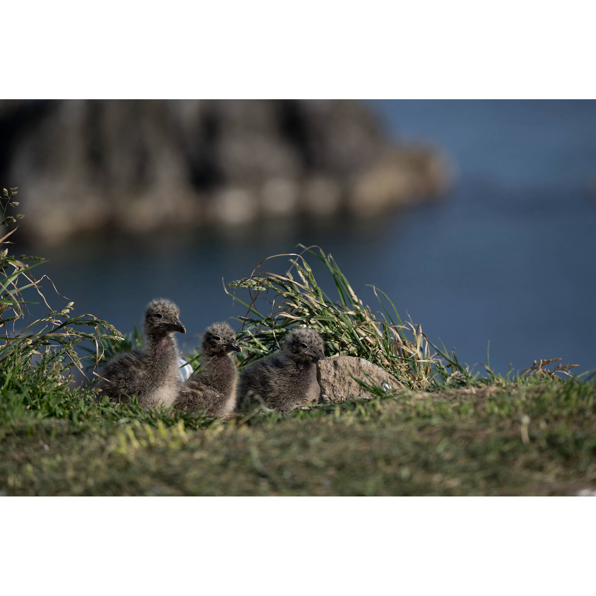 Tamron 50-400mm f/4.5-6.3 Di III VC VXD Lens (Nikon Z)