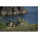 Tamron 50-400mm f/4.5-6.3 Di III VC VXD Lens (Nikon Z)