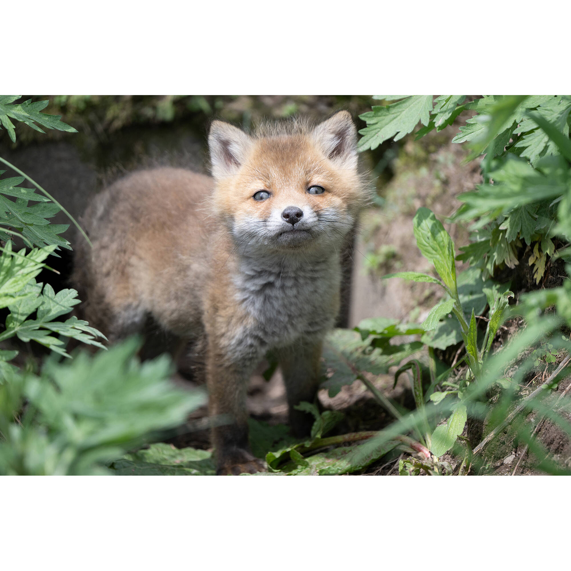 Tamron 50-400mm f/4.5-6.3 Di III VC VXD Lens (Nikon Z)