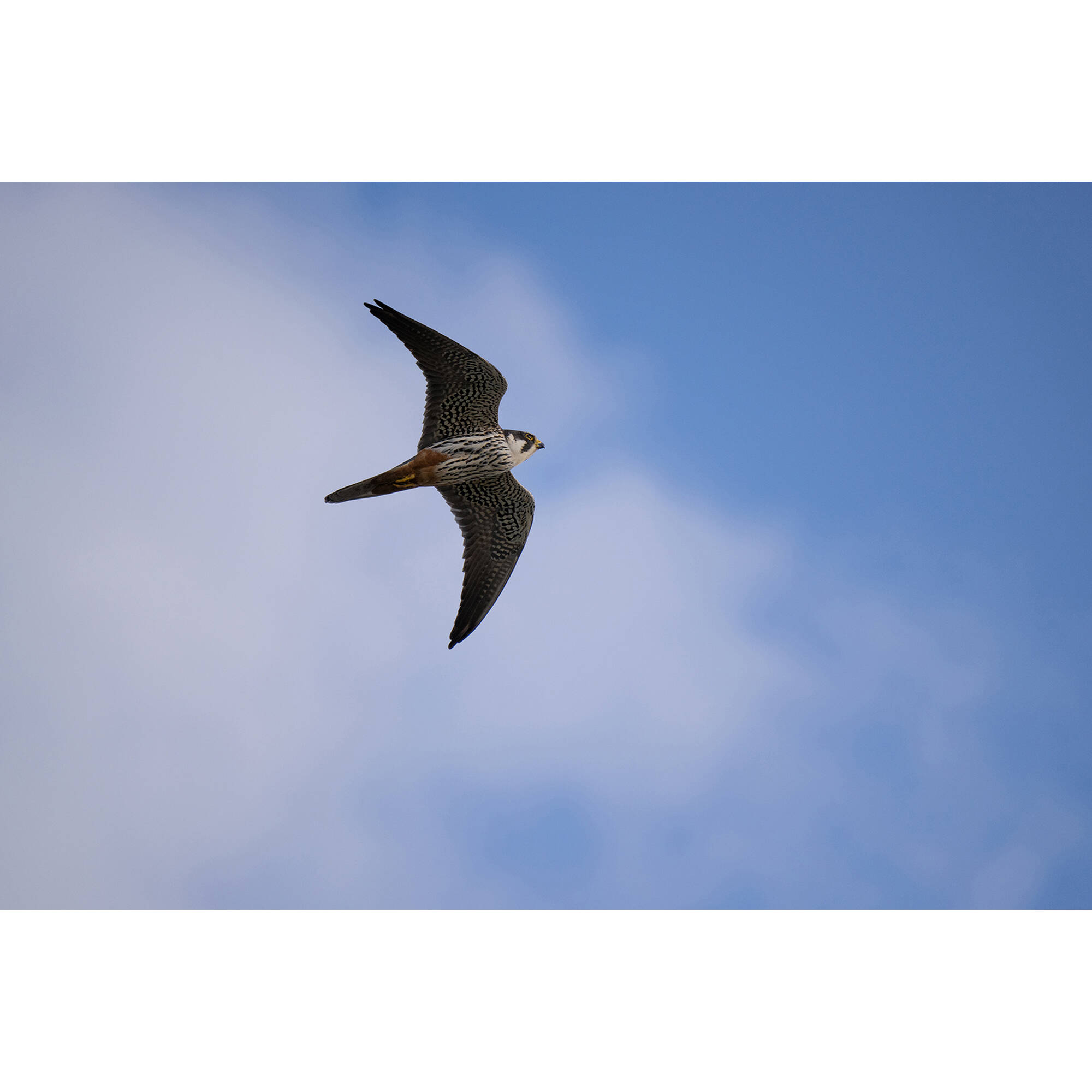 Tamron 50-400mm f/4.5-6.3 Di III VC VXD Lens (Nikon Z)