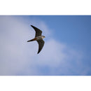 Tamron 50-400mm f/4.5-6.3 Di III VC VXD Lens (Nikon Z)
