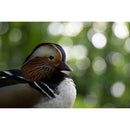 Tamron 50-400mm f/4.5-6.3 Di III VC VXD Lens (Nikon Z)