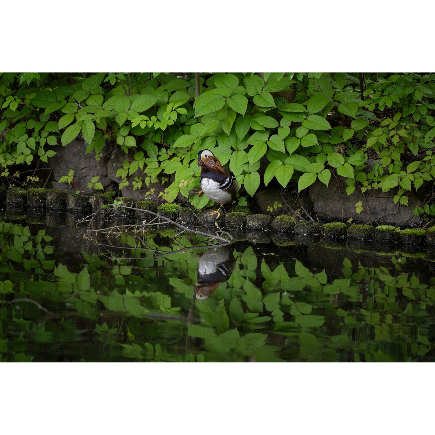 Tamron 50-400mm f/4.5-6.3 Di III VC VXD Lens (Nikon Z)