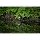 Tamron 50-400mm f/4.5-6.3 Di III VC VXD Lens (Nikon Z)