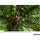 Tamron 50-300mm f/4.5-6.3 Di III VC VXD Objectif (Sony E)