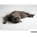Tamron 50-300mm f/4.5-6.3 Di III VC VXD Objectif (Sony E)