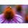 Tamron 90mm f/2.8 Di III VXD Macro Objectif (Sony E)