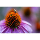 Tamron 90mm f/2.8 Di III VXD Macro Objectif (Sony E)