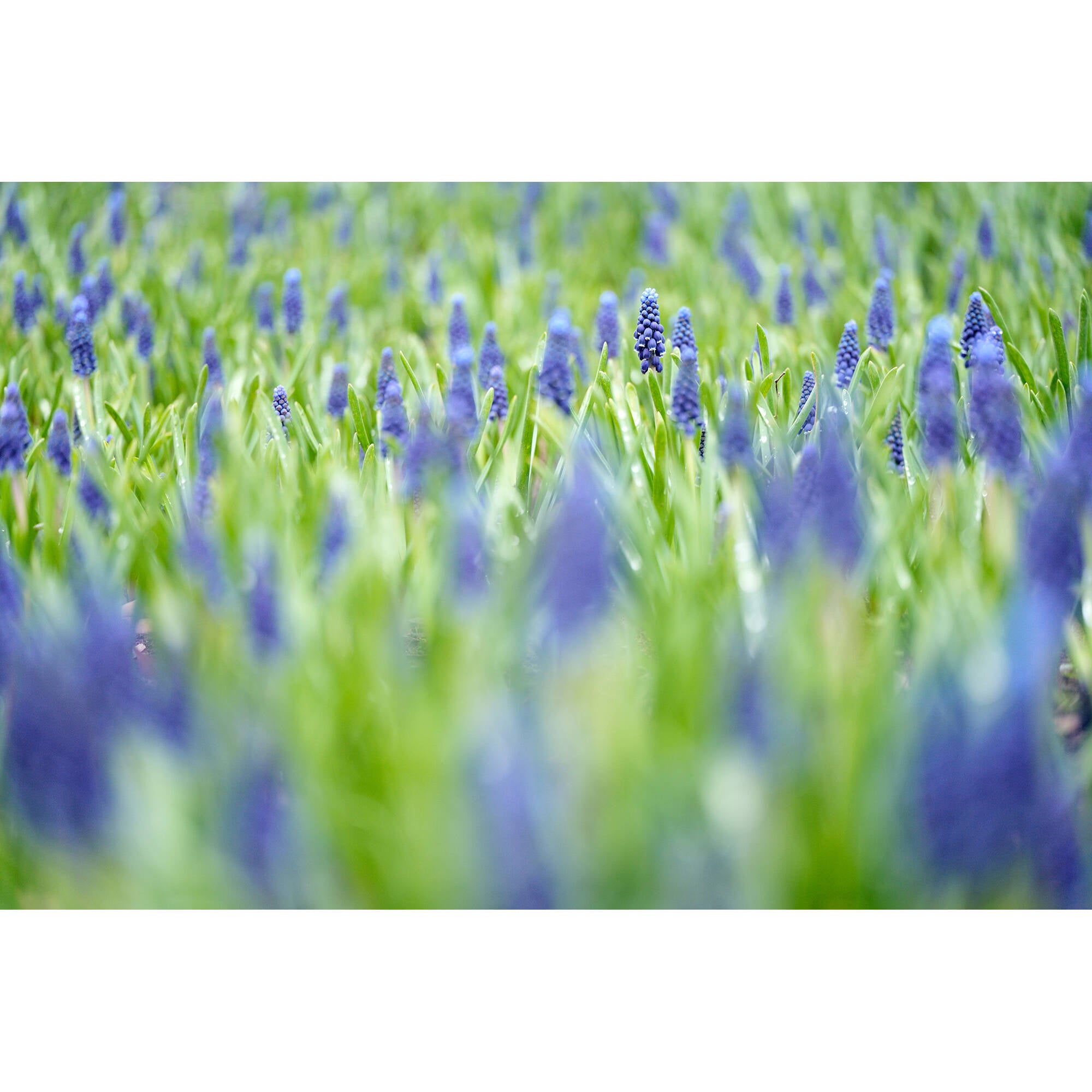 Tamron 90mm f/2.8 Di III VXD Macro Objectif (Sony E)