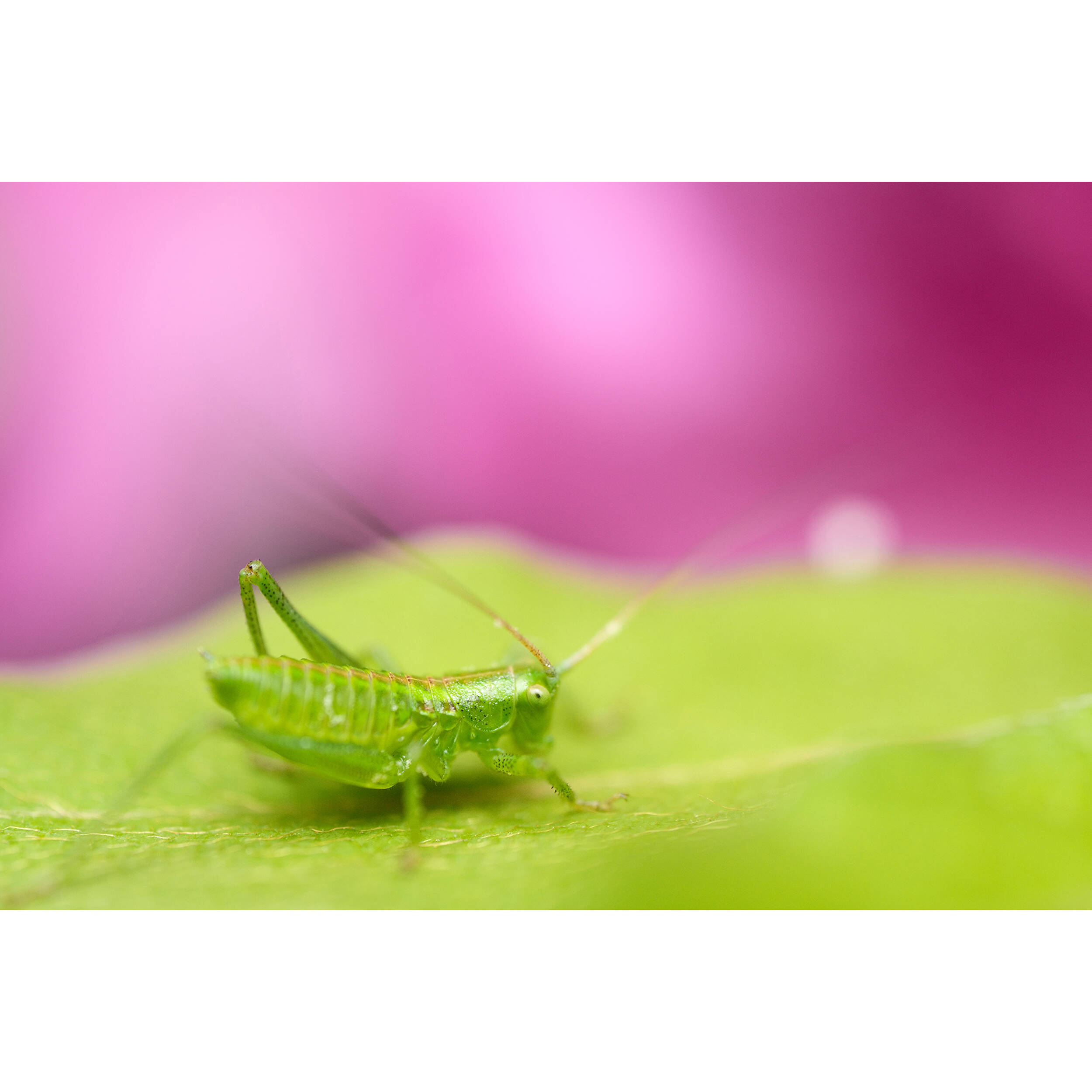 Tamron 90mm f/2.8 Di III VXD Macro Objectif (Sony E)
