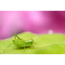 Tamron 90mm f/2.8 Di III VXD Macro Objectif (Sony E)