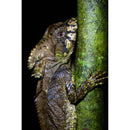 Tamron 90mm f/2.8 Di III VXD Macro Objectif (Sony E)