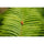 Sigma 20-200mm f/3.5-6.3 DG Contemporary Lens (L-Mount)