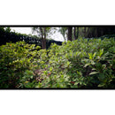 7Artisans 14 mm T2.9 Sony (E Mount)