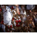 Filtre HasselBlad ND8 (67 mm)