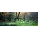 Hasselblad 907X 100C Medium Format Mirrorless Camera