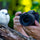 Panasonic Lumix S1R II sans miroir caméra avec 24-60 mm F2.8 Objectif