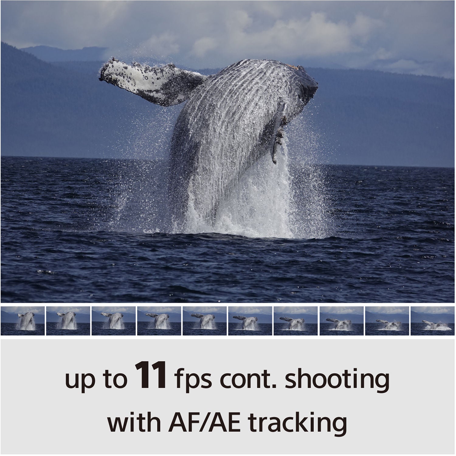 Sony a6100 Mirrorless Camera with 16-50mm and 55-210mm Lenses