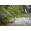 Sony a6100 Mirrorless Camera with 16-50mm f/3.5-5.6 II Lens