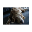 Sony A7c II sans miroir caméra avec objectif 28-60 mm - argent