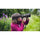 Nikon Nikkor Z 135 mm f / 1,8 S Plena Lens
