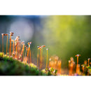 Nikon NIKKOR Z 135mm f/1.8 S Plena Lens