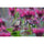 Nikon NIKKOR Z 600mm f/6.3 VR S Lens - Nikon Z mount