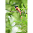 Nikon NIKKOR Z 600mm f/6.3 VR S Lens - Nikon Z mount