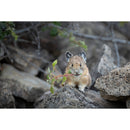 Nikon NIKKOR Z 600mm f/6.3 VR S Lens - Nikon Z mount