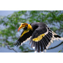 Nikon NIKKOR Z 600mm f/6.3 VR S Lens - Nikon Z mount