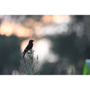 Nikon NIKKOR Z 600mm f/6.3 VR S Lens - Nikon Z mount