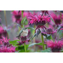 Nikon NIKKOR Z 600mm f/6.3 VR S Lens - Nikon Z mount