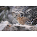 Nikon NIKKOR Z 600mm f/6.3 VR S Lens - Nikon Z mount