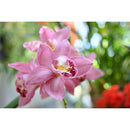 Nikon NIKKOR Z DX 24mm f/1.7 Lens (Nikon Z)