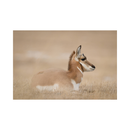 Nikon Z8 Mirrorless Camera