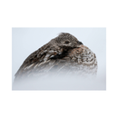 Nikon Z8 Mirrorless Camera