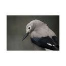 Nikon Z8 Mirrorless Camera